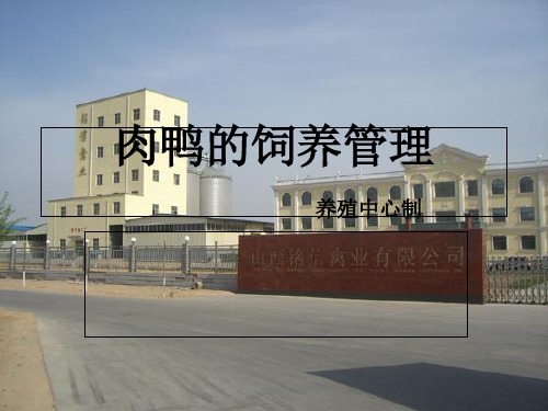 铭信禽业肉鸭的饲养管理ppt课件