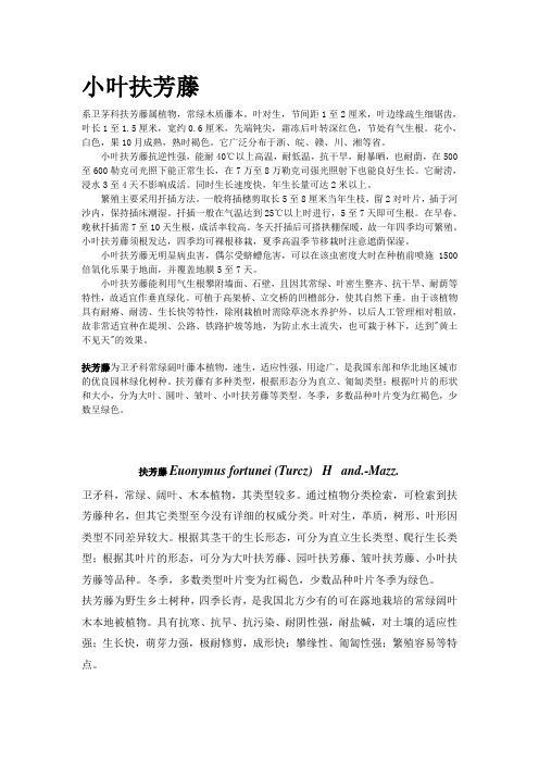 小叶扶芳藤