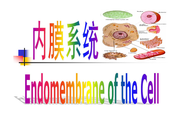 内膜系统