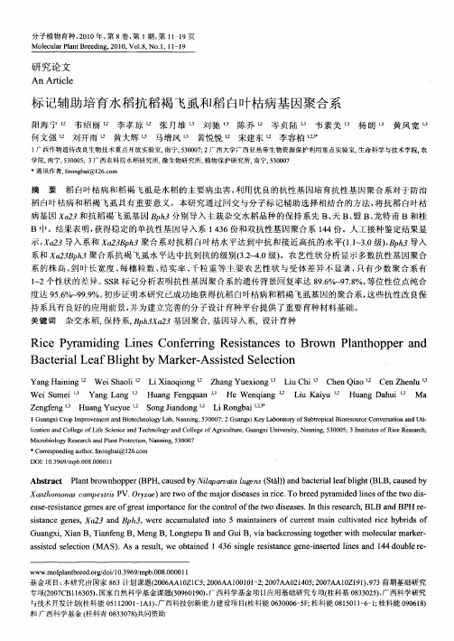 标记辅助培育水稻抗稻褐飞虱和稻白叶枯病基因聚合系