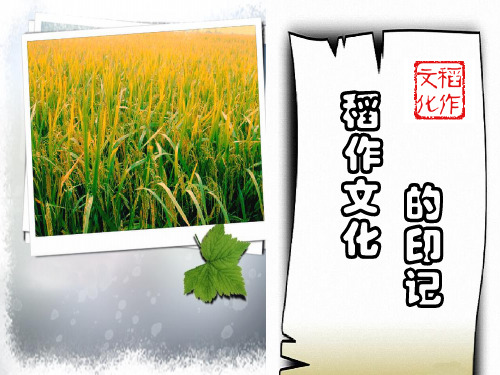 人教七年级历史与社会上册3.1.1稻作文化的印记(共16张PPT)