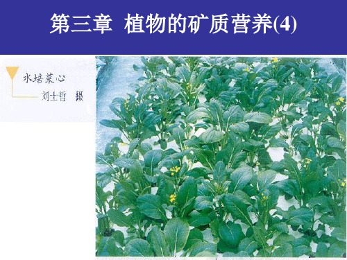 第三章植物的矿质营养PPT课件