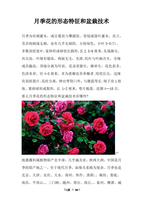 月季花的形态特征和盆栽技术