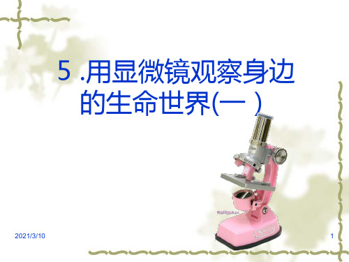 用显微镜观察身边的生命世界PPT课件