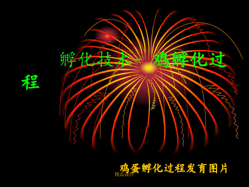 鸡的胚胎发育