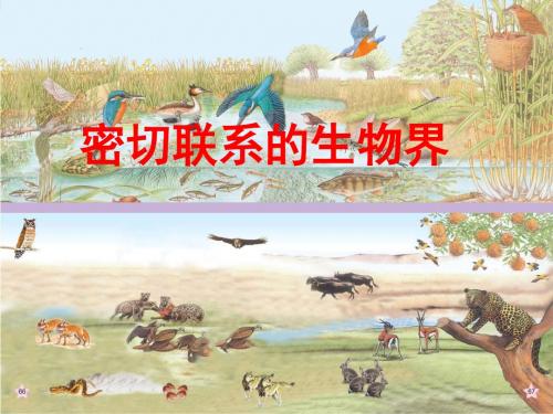 六年级科学上册密切联系的生物界PPT课件11