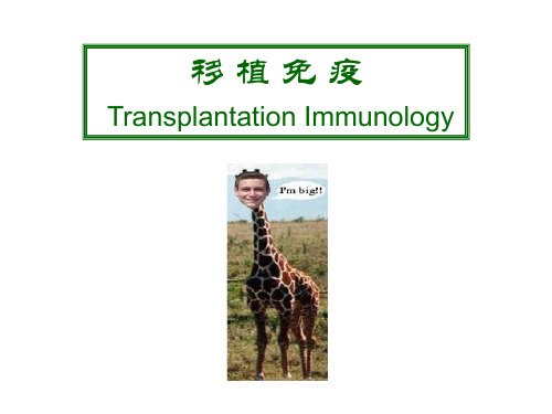19移植免疫