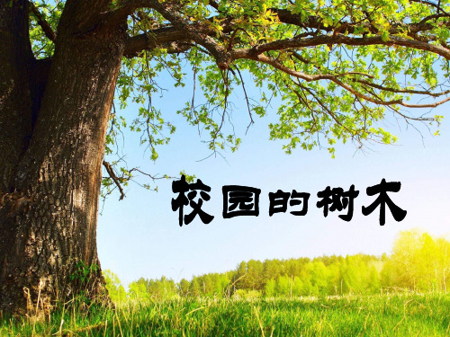 教科版三年级科学上册1.2校园的树木PPT课件9