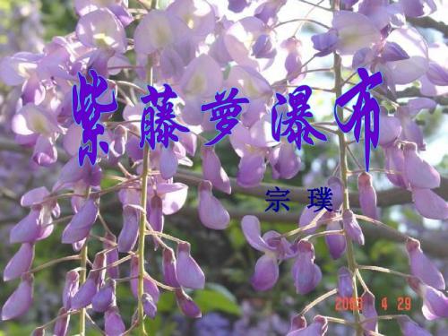 七年级语文紫藤萝瀑布2