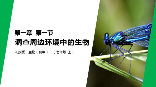《调查周边环境中的生物》-人教版七年级生物上册PPT课件