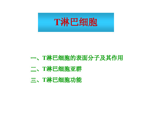 T淋巴细胞-PPT课件