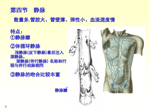 静脉系统课堂PPT