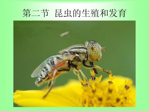 八年级生物昆虫的生殖和发育