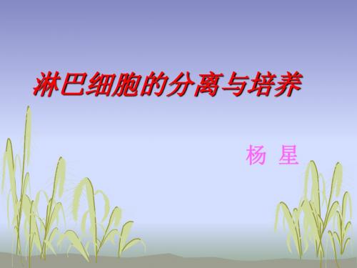 淋巴细胞培养与分离