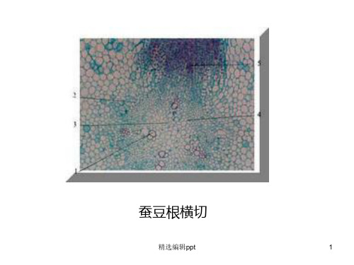 植物实验切片观察ppt课件