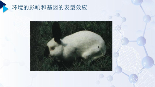 遗传学_ 基因的作用与环境的关系_