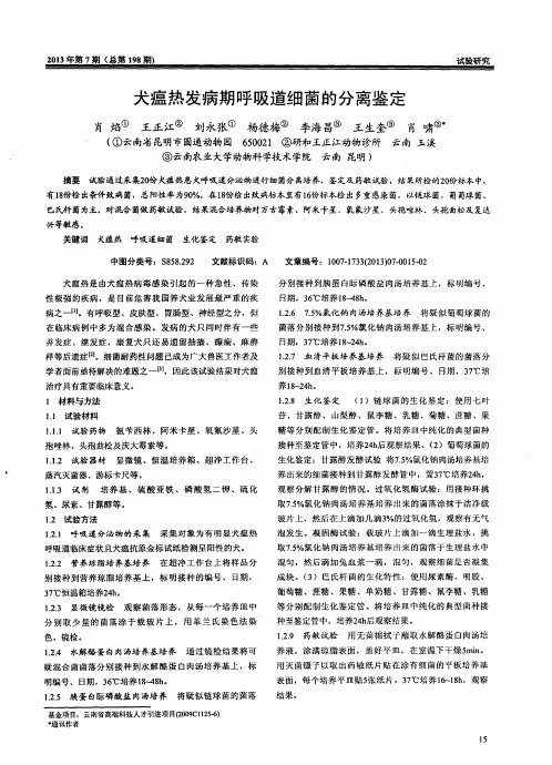 犬瘟热发病期呼吸道细菌的分离鉴定