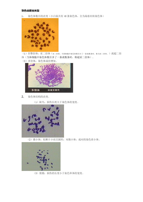 染色体畸变类型