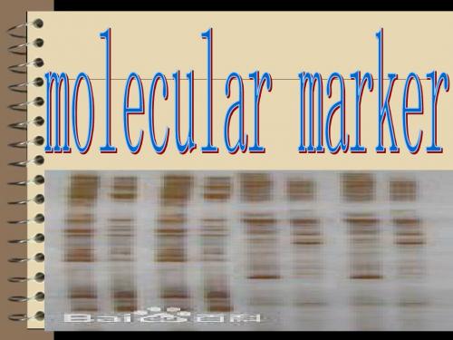 分子标记 molecular marker