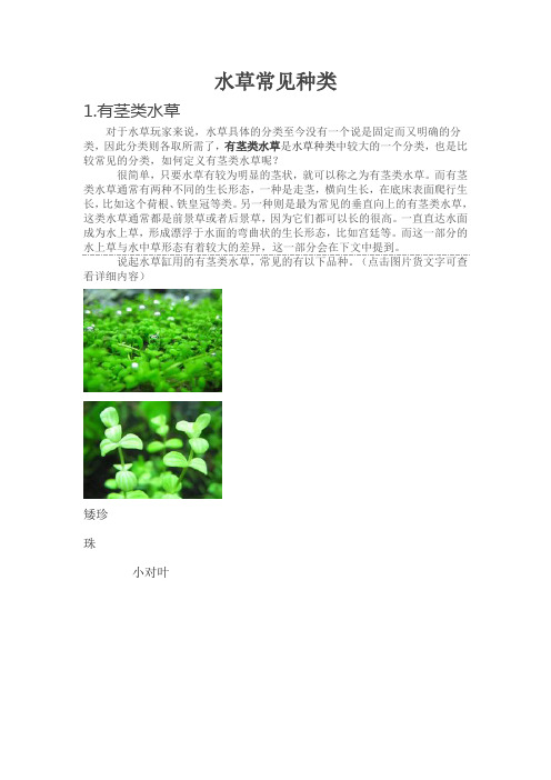 草缸新手之水草常见种类