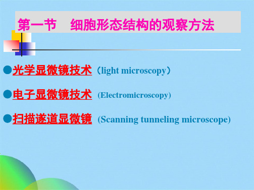 细胞生物学研究方法(共165张PPT)