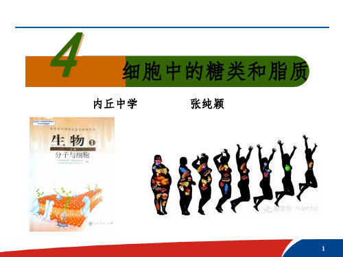 细胞中的糖类和脂质说课稿(优质课)