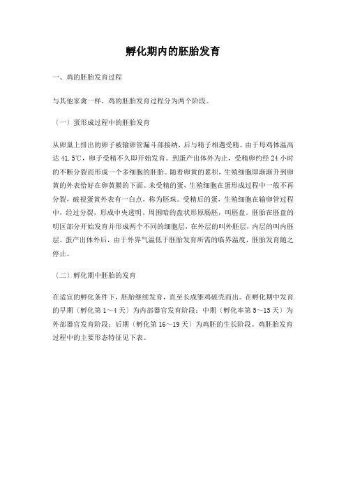 鸡胚胎发育图