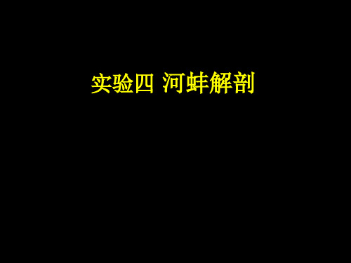 动物学实验四-河蚌解剖课件