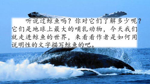 五年级上册习作例文鲸风向袋的制作PPT课件【部编本】