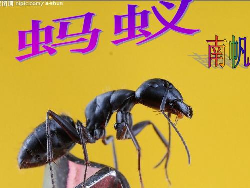 《蚂蚁》南帆改版