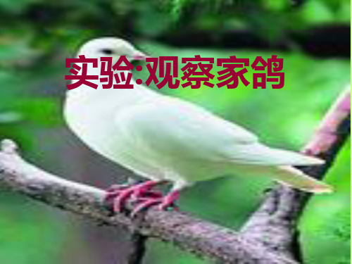 家鸽ppt