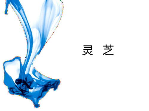灵芝