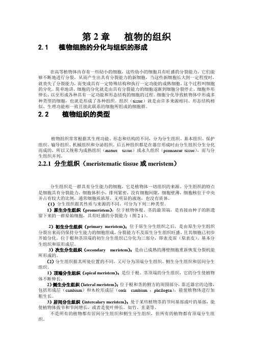 植物的组织