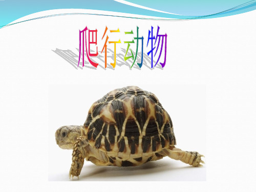 爬行动物 ppt课件