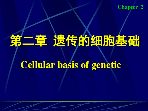 遗传的细胞基础PPT课件