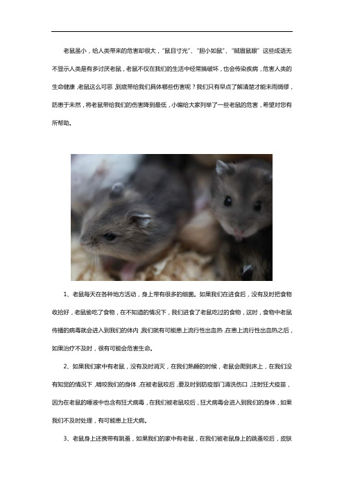 老鼠有哪些危害