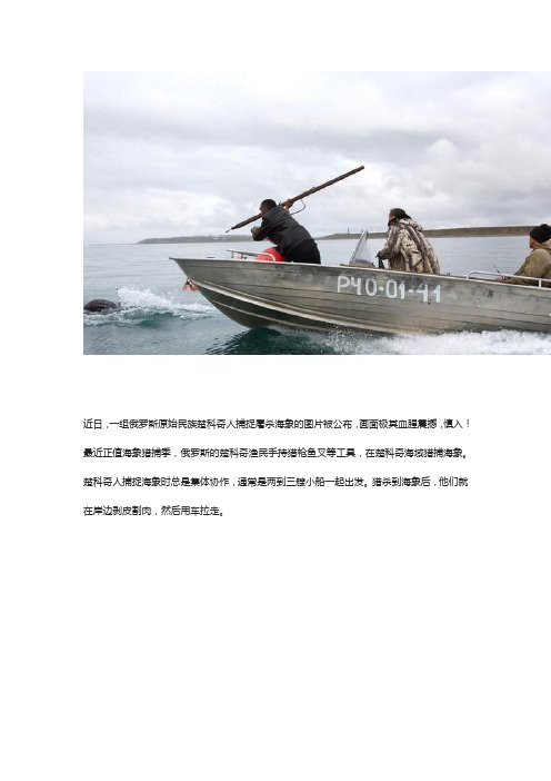 楚科奇人血腥捕杀海象震撼场景
