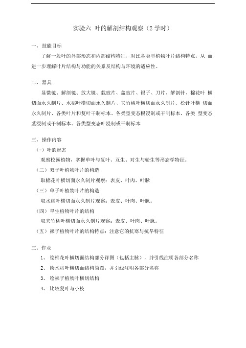 实验六叶的解剖结构观察(2学时)