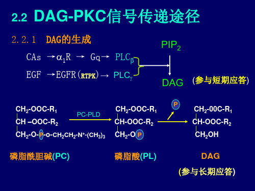 生物化学 DAG-PKC信号传递途径 课件