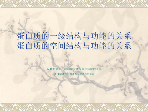 蛋白质的一级结构与功能的关系-2022年学习资料