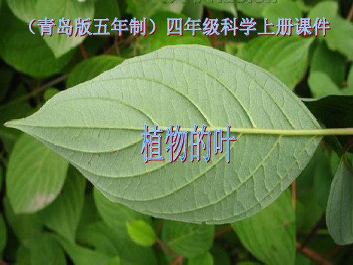 《植物的叶》ppt课件(8篇)