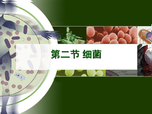 细菌 (2)