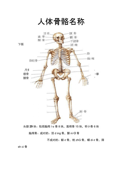 人体骨骼名称