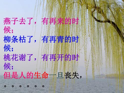 珍爱我们的生命.ppt