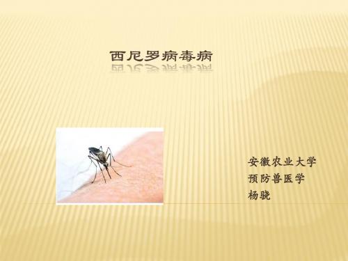 《西尼罗病毒病》PPT课件