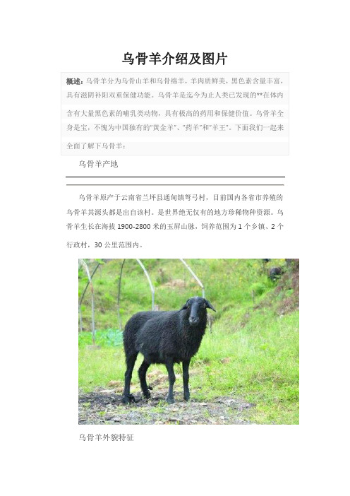 乌骨羊介绍及图片