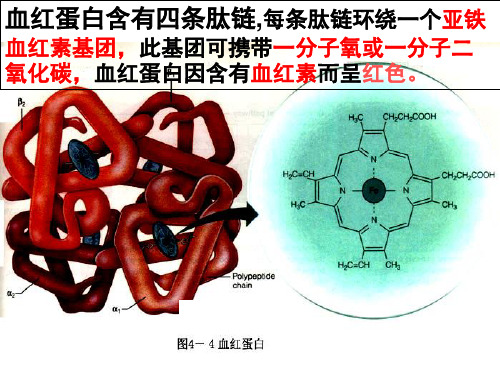 专题5：课题3 血红蛋白的提取和分离.ppt