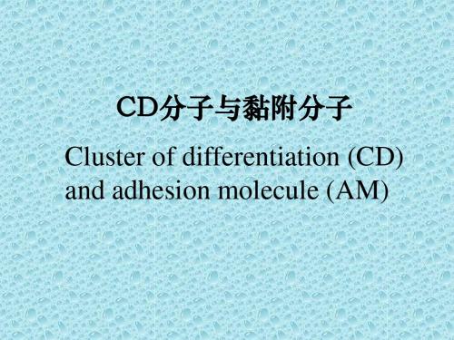 黏附分子