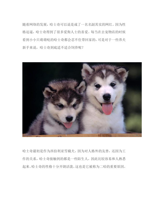 刚买回来的哈士奇怎么喂养