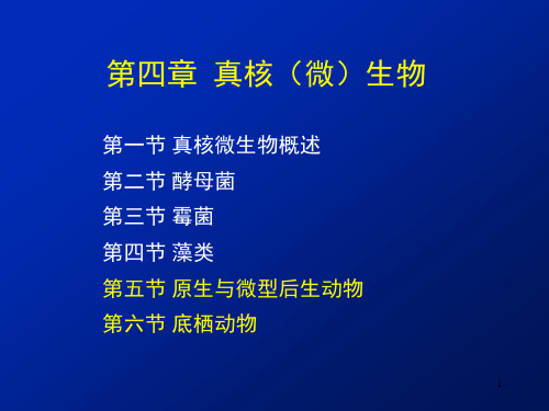 环境微生物学：第四章 真核(微)生物